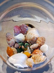 Sea shells in a vase