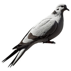 Naklejka premium Pale Dove Bird Standing Isolated, Feathers Detail. Light Gray and Black color bird on transparent background. PNG