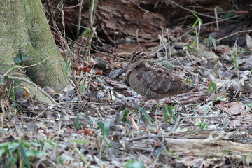Eurasian woodcock (Scolopax rusticola) is a medium-small wading bird found in temperate and subarctic Eurasia. This photo was taken in Japan.