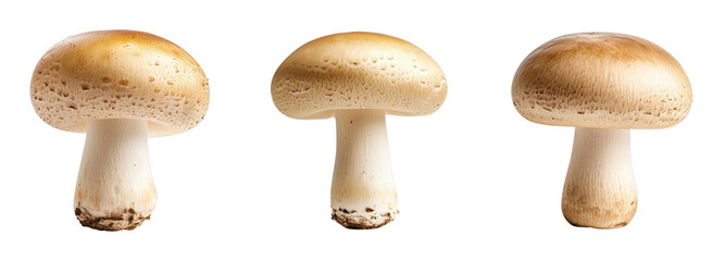 Fresh white mushrooms on a transparent background