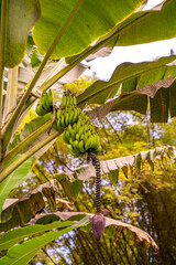 Bunch of green bananas on a tree. 