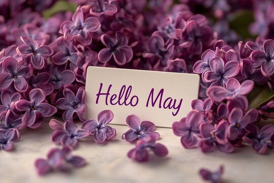 Hello May background with inscription cutout of lilac flower`s branch and frame around the picture 