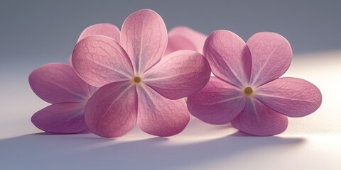 Obraz premium Delicate Pink Petals of Lilac Flowers in Soft, Airy Sunlight, Pastel Lilac Background