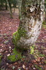 tree in autumn, Badde salighes forest. Bolotana. Nuoro. Sardinia. Italy