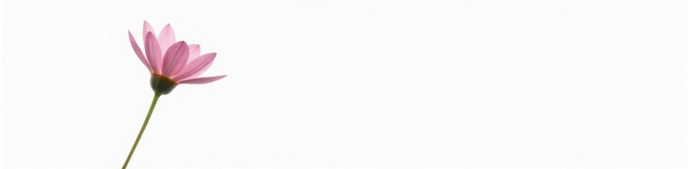 Simple isolated flower with delicate petals on white background, floral, delicate, nature