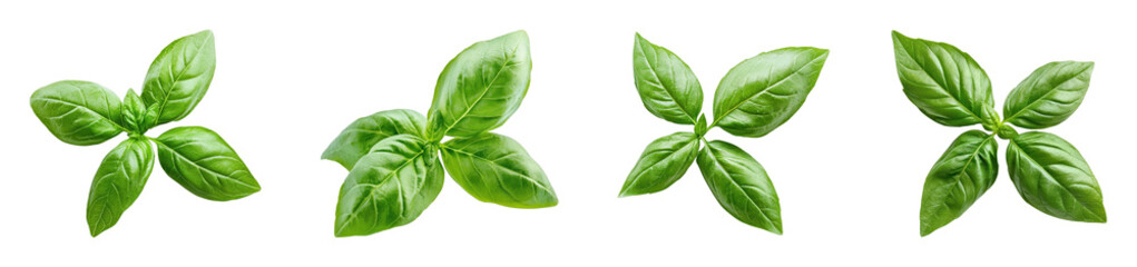 Fototapeta premium Fresh basil leaves arranged in various orientations