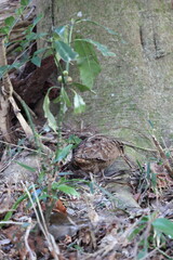 Eurasian woodcock (Scolopax rusticola) is a medium-small wading bird found in temperate and subarctic Eurasia. This photo was taken in Japan.