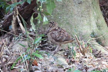 Eurasian woodcock (Scolopax rusticola) is a medium-small wading bird found in temperate and...