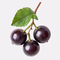 Black Muscadine fruit, Fruit, a group of black grapes with green leaves