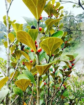 the barito tabat plant is commonly used as herbal medicine