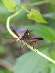 Leaf-footed Bug (Anoplocnemis phasianus) on a plant