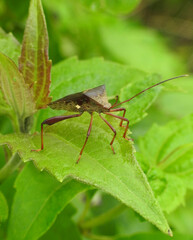 Leaf-footed Bug (Anoplocnemis phasianus) on a leaf