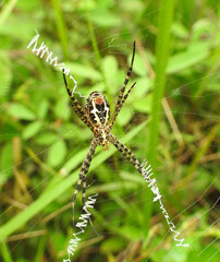 Bottom body view of Oval St. Andrews Cross Spider (Argiope aemula)