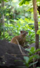 Wild agouti in lush forest setting.