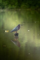 Heron in a tranquil pond setting
