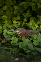 Green heron camouflaged among foliage.