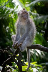 Monkey in a lush forest setting.