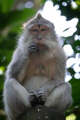 Macaque Monkey in Natural Habitat