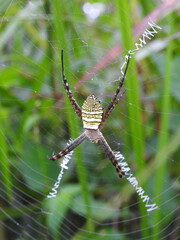Oval St. Andrews Cross Spider (Argiope aemula) and its web