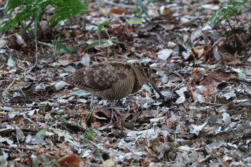 Eurasian woodcock (Scolopax rusticola) is a medium-small wading bird found in temperate and subarctic Eurasia. This photo was taken in Japan.