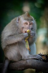 Macaque Monkey Eating Banana in Forest