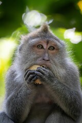 Obraz premium Macaque Monkey Eating in Forest