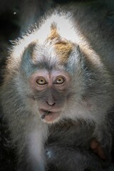 Monkey Close-Up with Expressive Eyes