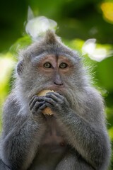 Monkey eating in a lush forest setting.
