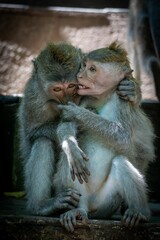 Monkeys in an intimate embrace.