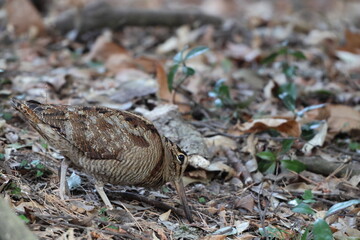 Eurasian woodcock (Scolopax rusticola) is a medium-small wading bird found in temperate and subarctic Eurasia. This photo was taken in Japan.