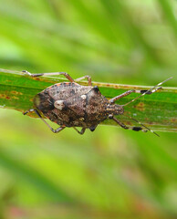Stink Bug Podisus on green leaf