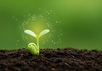 Seedling growing plant in soil with green background. Seedling sprout emerging from the ground. New life concept