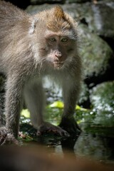 Macaque by the Water