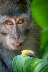 Monkey close-up with fruit and green background.
