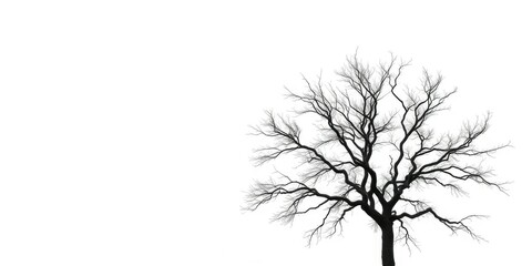 A solitary tree, branches reaching skyward, against a pure white backdrop, sky, image