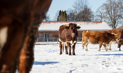 Kuh im Schnee, Rinder