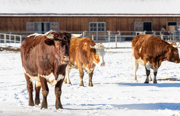 Kühe, Rinder im Schnee