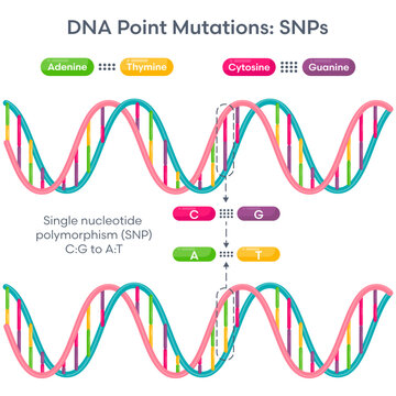 Single Nucleotide Polymorphism SNPs DNA Mutation diagram