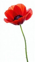 Obraz premium Single red poppy against pure white, showcasing intricate details, floral design, flower, red