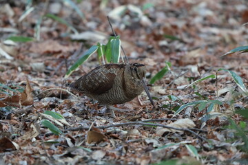 Eurasian woodcock (Scolopax rusticola) is a medium-small wading bird found in temperate and subarctic Eurasia. This photo was taken in Japan.