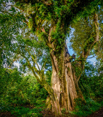 The Harenna forest on the Harenna (or Herenna) Escarpment. Bale Mountains National Park. Ethiopia.