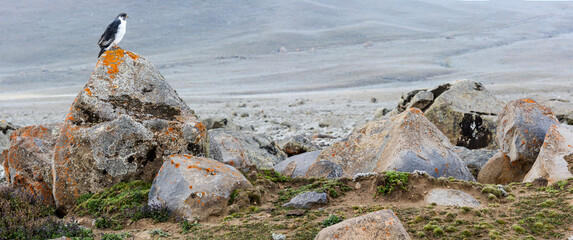 Augur buzzard (Buteo augur) perched on a rock. Bale Mountains National Park. Ethiopia.