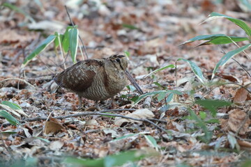 Eurasian woodcock (Scolopax rusticola) is a medium-small wading bird found in temperate and subarctic Eurasia. This photo was taken in Japan.