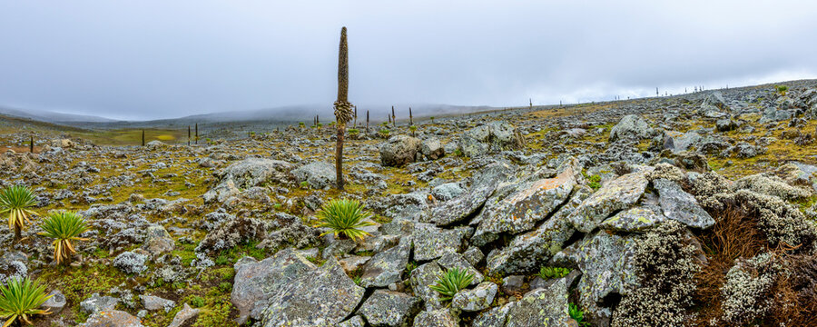 Giant lobelia (Lobelia rhyncopetalum) growing in afro-alpine vegetation and ecosystems in  Bale Mountains National Park. Ethiopia.