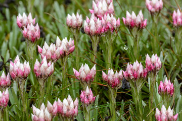 Helichrysum meyeri-johannis. Bale Mountains National Park. Ethiopia.