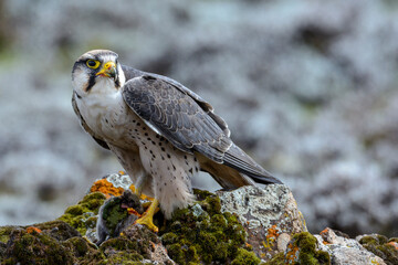 Lanner Falcon (Falco biarmicus) feeding on a rodent. Bale Mountains National Park. Ethiopia.