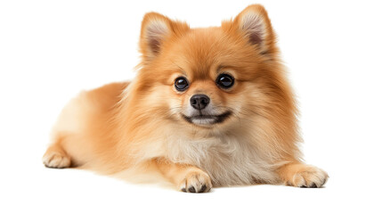 Obraz premium Cute little dog isolated on a white background