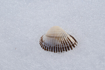Sea shell on the white snow background. Close-up view. Seashell on the snow on sunny day