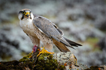 Lanner Falcon (Falco biarmicus) feeding on a rodent. Bale Mountains National Park. Ethiopia.