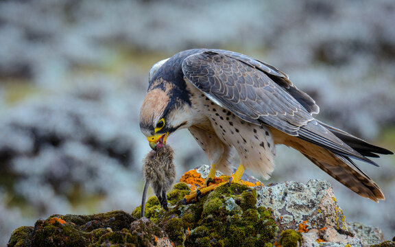 Lanner Falcon (Falco biarmicus) feeding on a rodent. Bale Mountains National Park. Ethiopia.